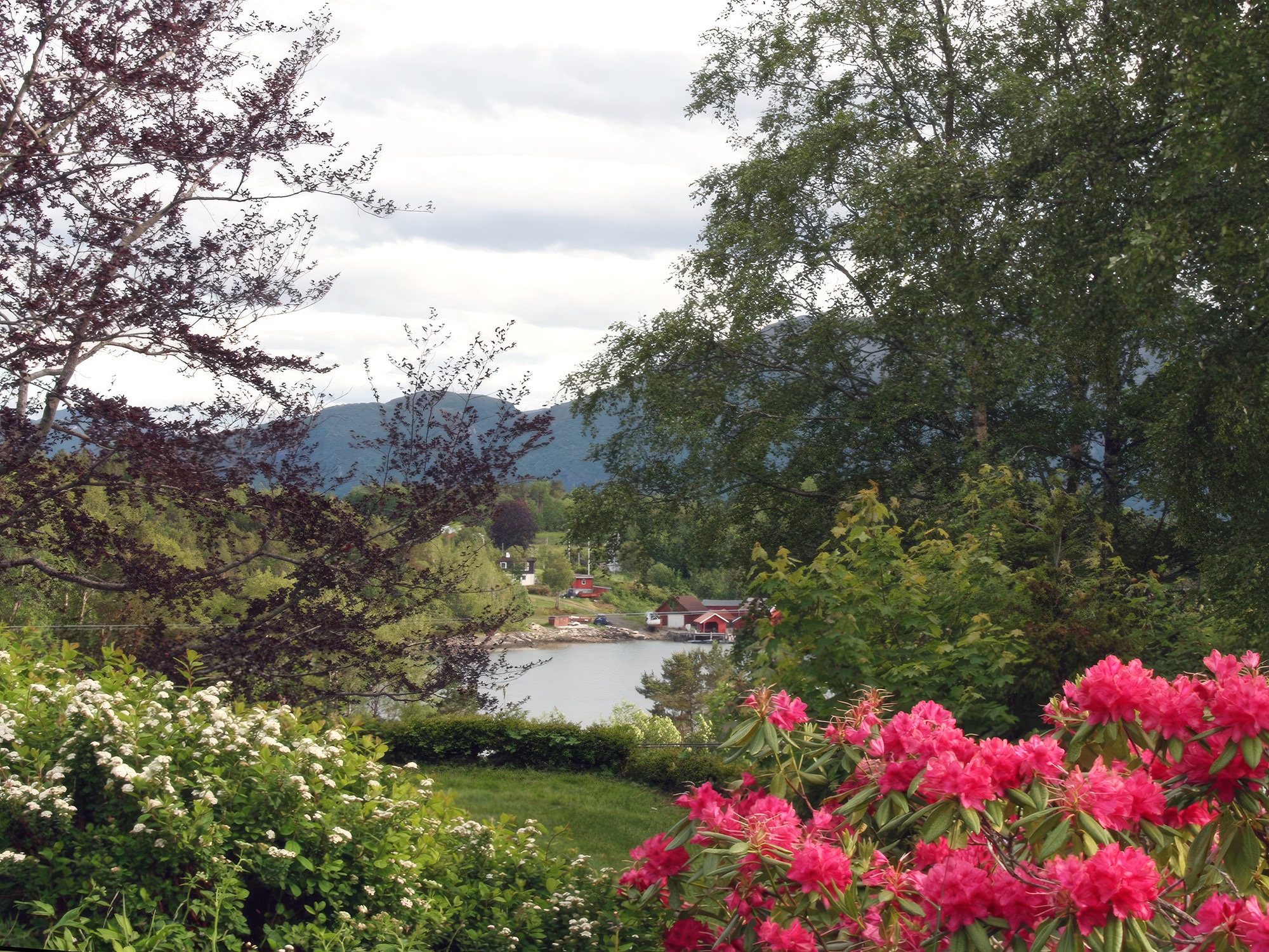 Idylliske Flatsetsundet. Flere store rododendron blomstrer i mai.