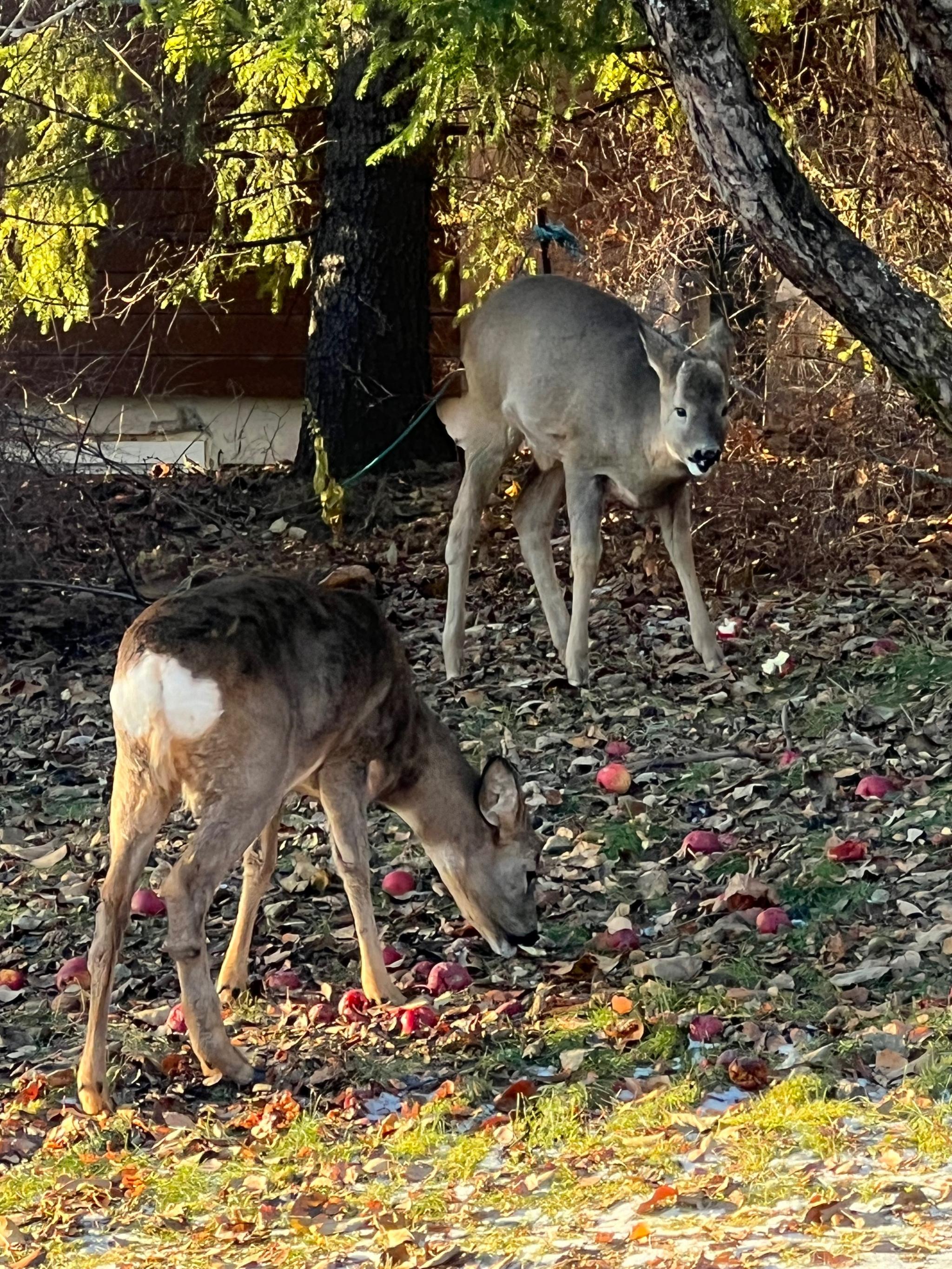 Det er ofte besøk av rådyr i hagen.