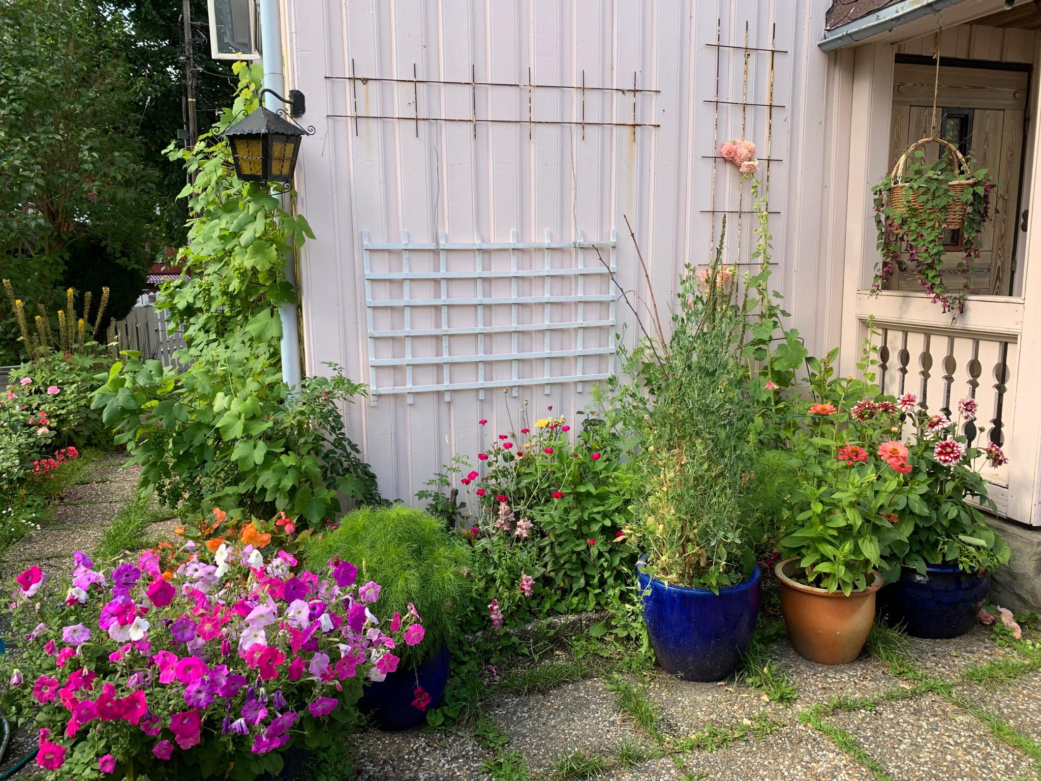 Frodig bakgård om sommeren