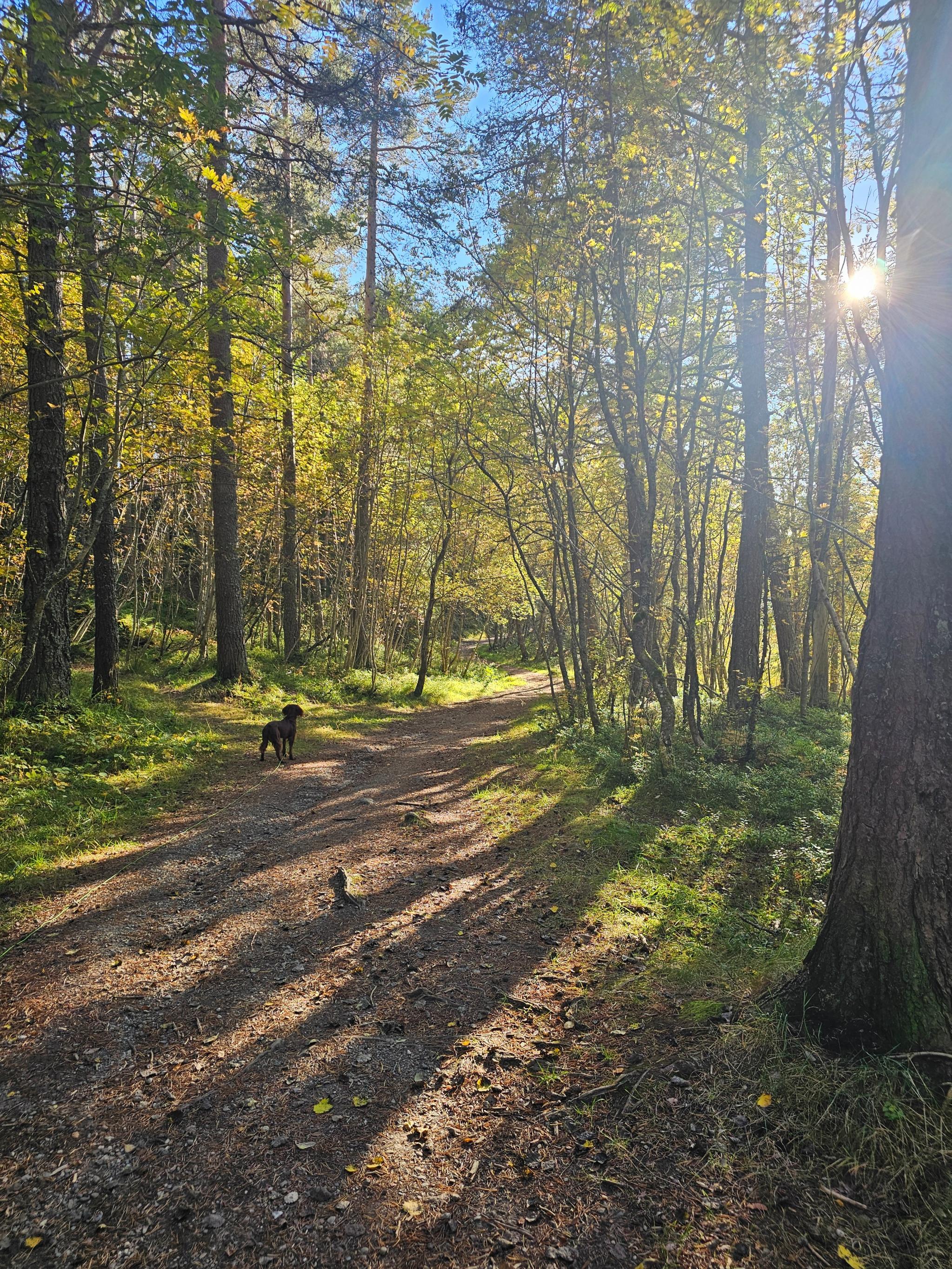 Bymarka rett utenfor huset.
