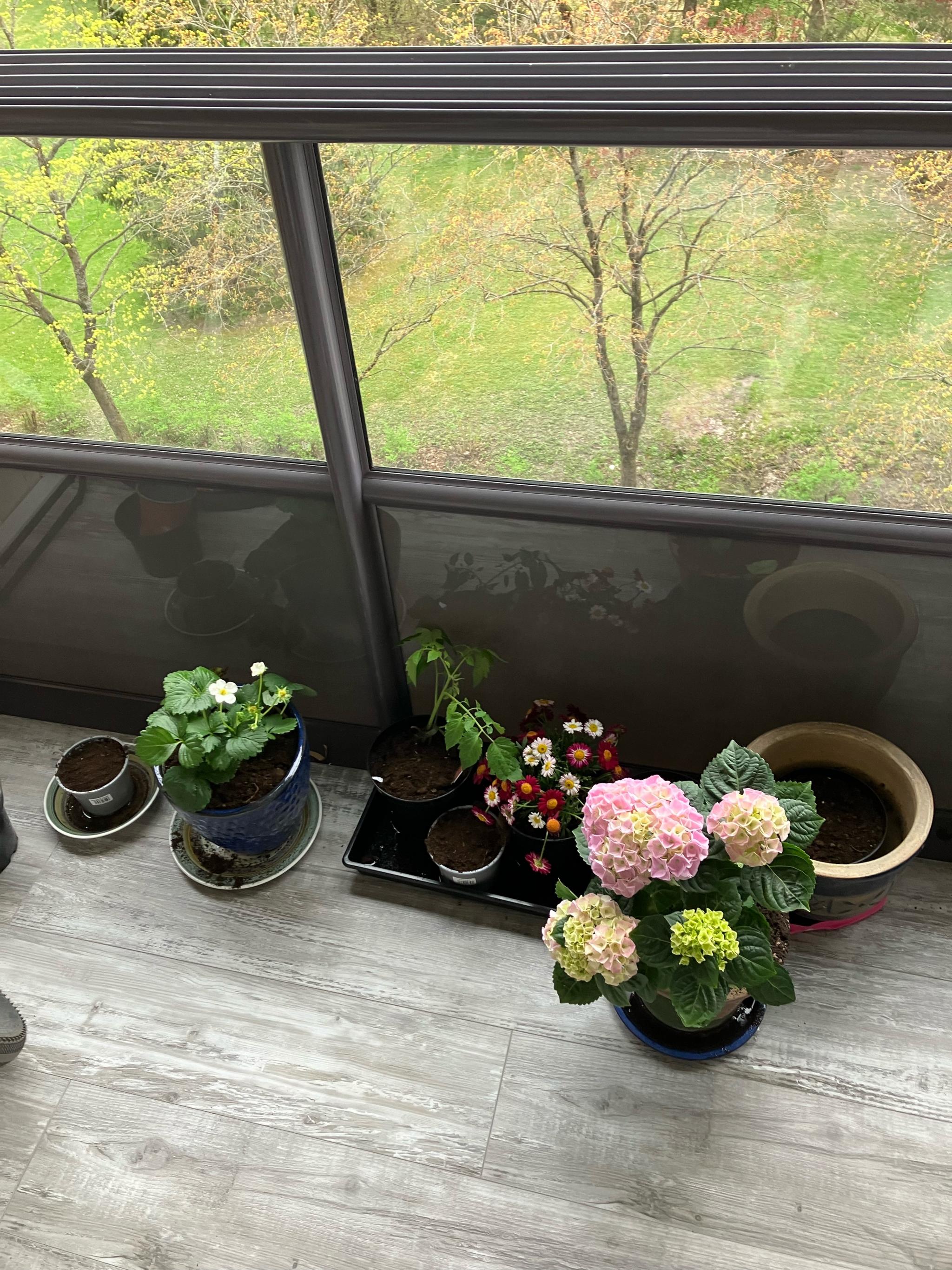 Mulighet for å dyrke blomster på verandaen om sommeren