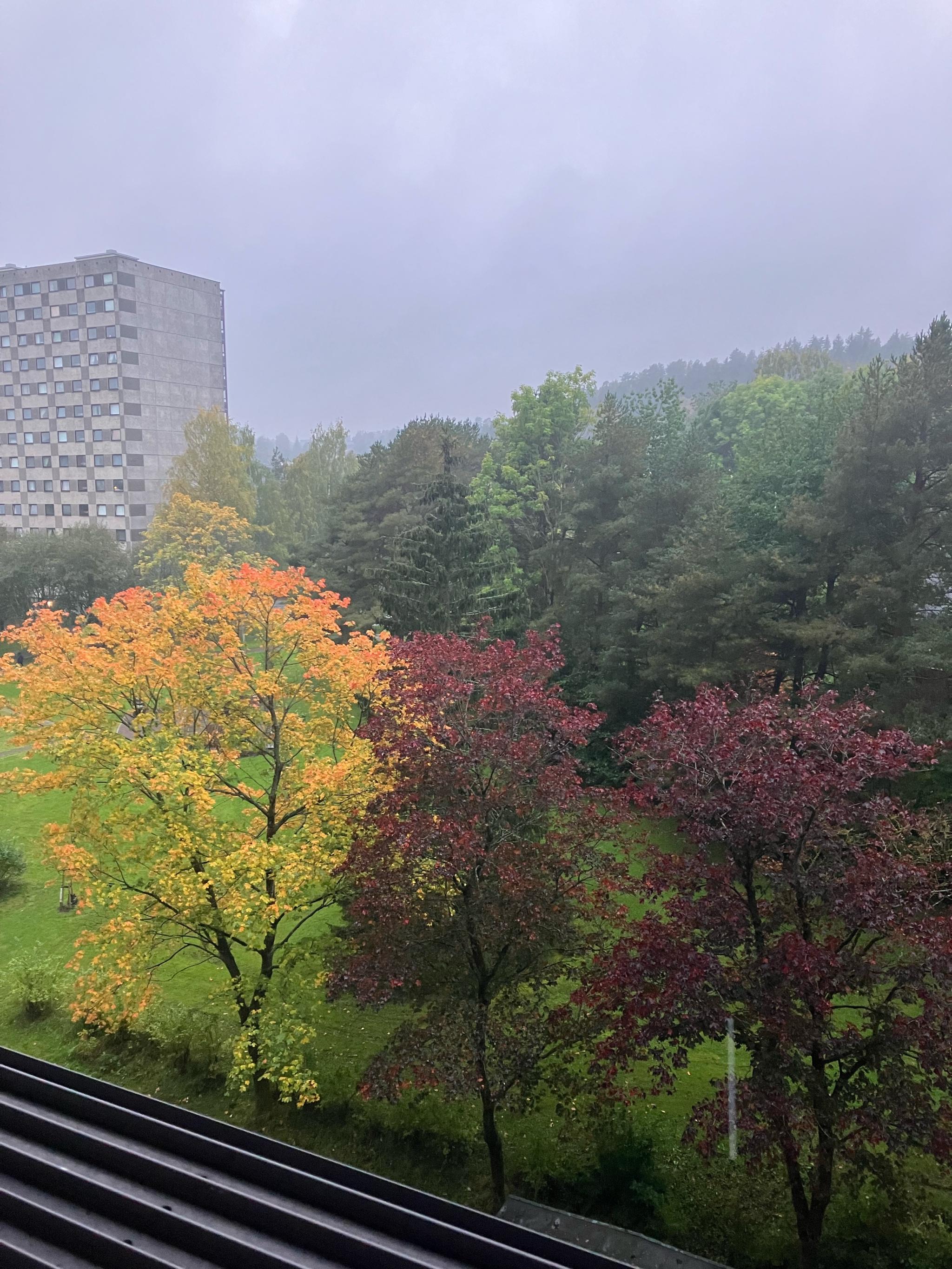 Utsikt fra verandaen