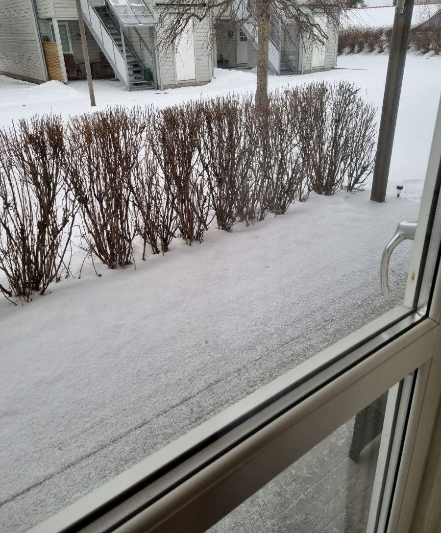 Terrasse med hekk plantet rundt.