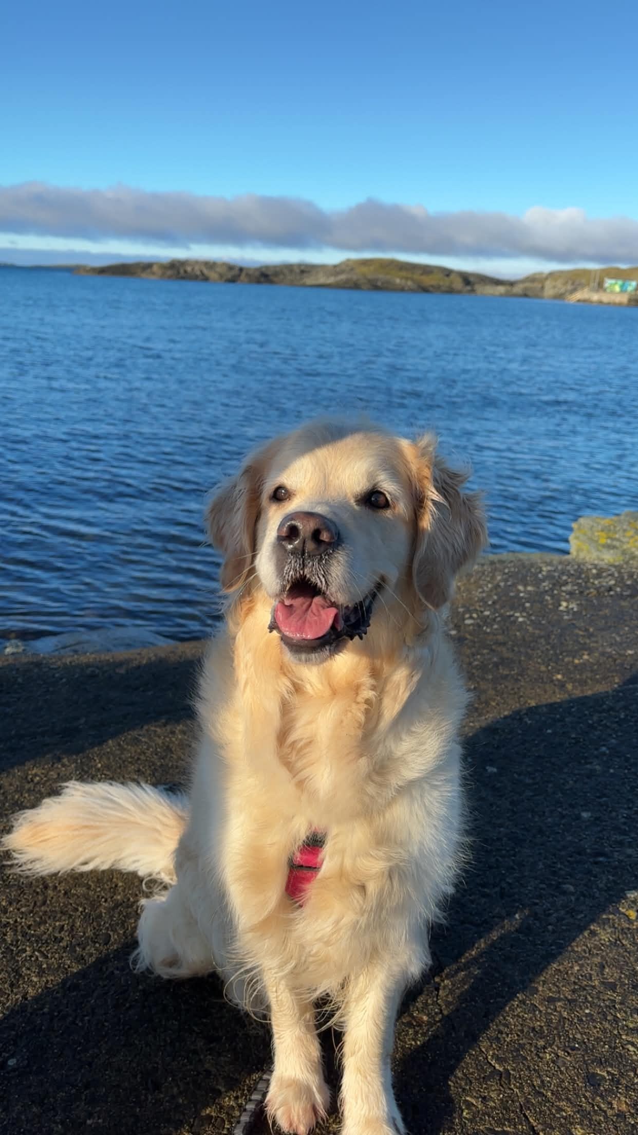 Hund til eiger av leiligheiten som bur der fast. Tispe på 4,5 år