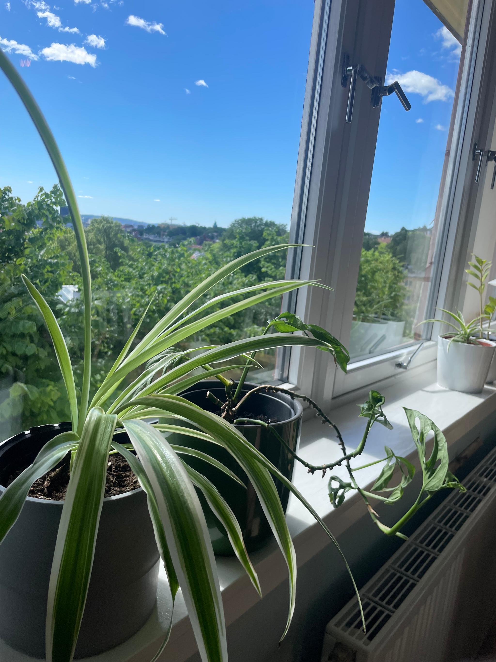Planter trives veldig godt med alt lyset