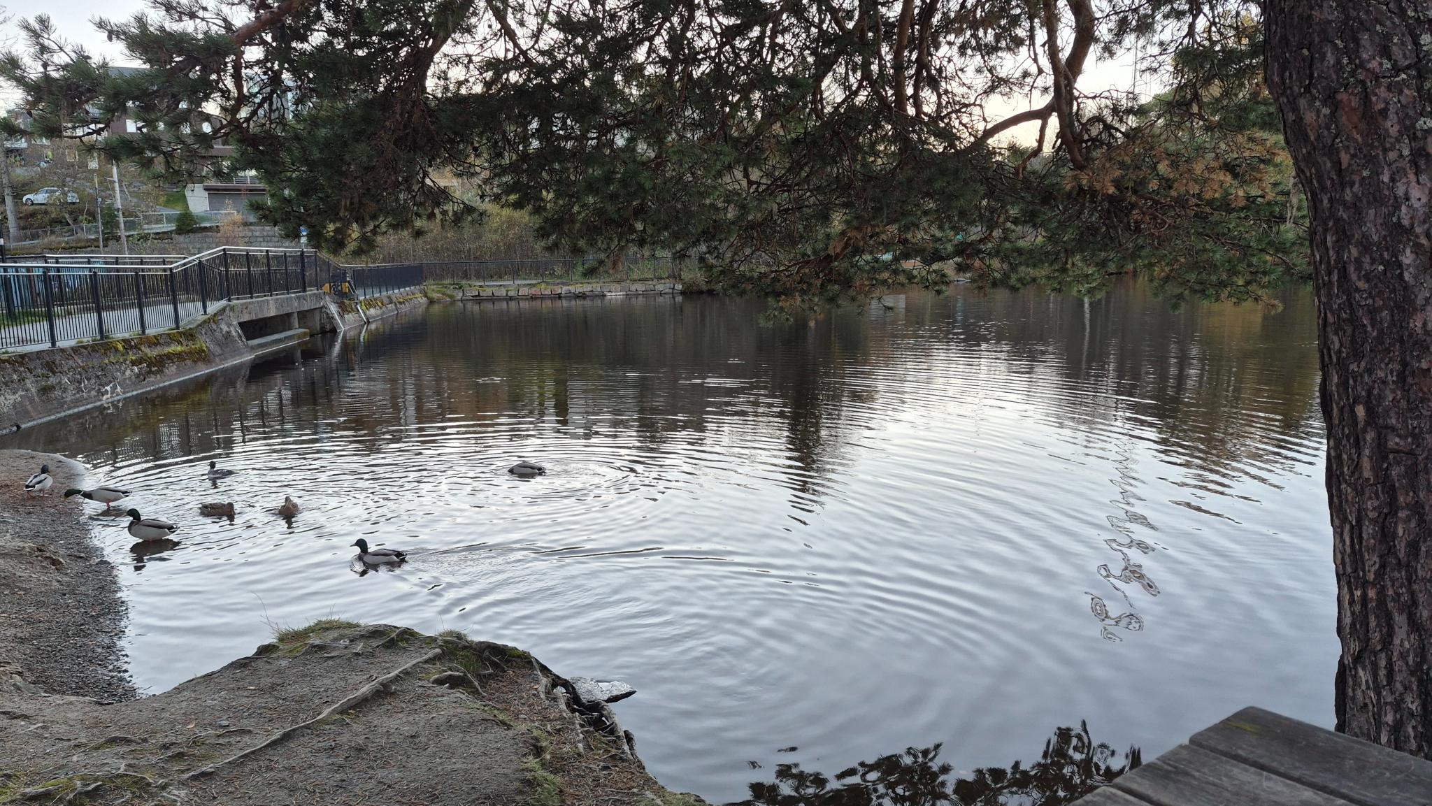 Badeplass og turmulighet på Kyvannet