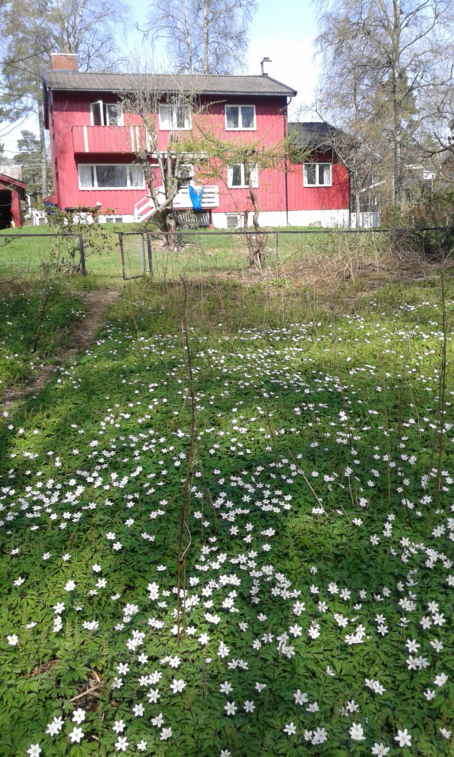 Huset sett fra Friluft område bak hagen