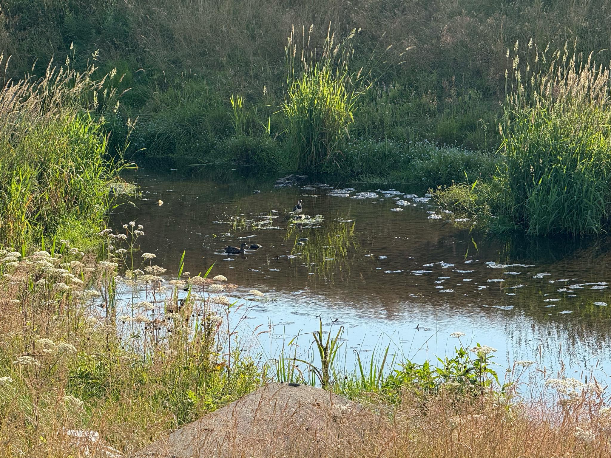 Idyllisk grøntområde