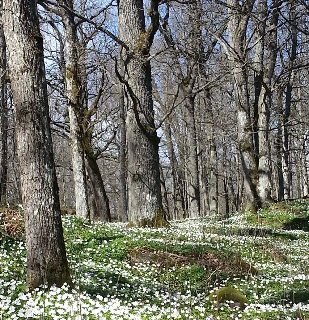 Eikeskog over veien og naturområde rett nedenfor