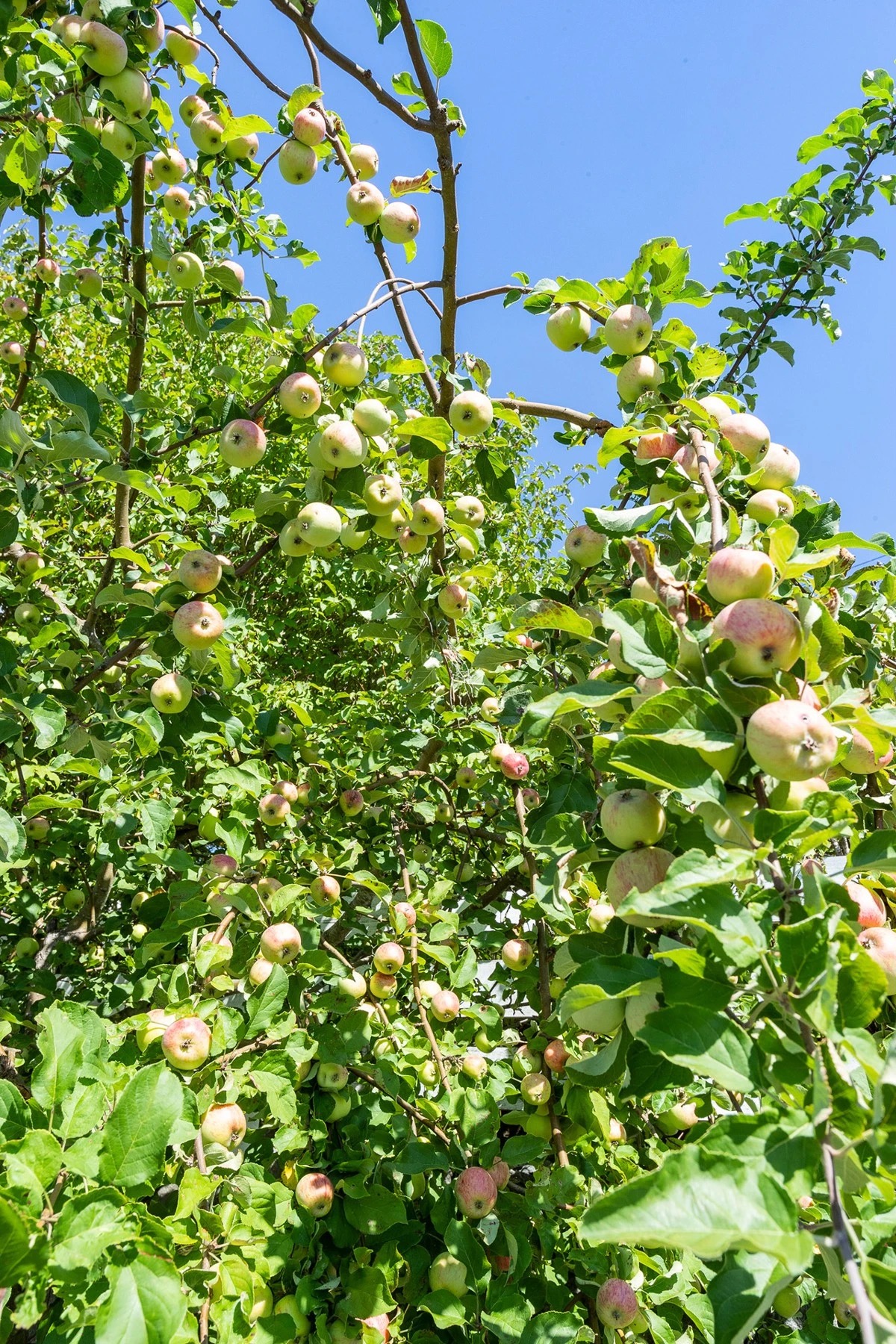 Hagen har et par eple treer så bare plukk og spis 