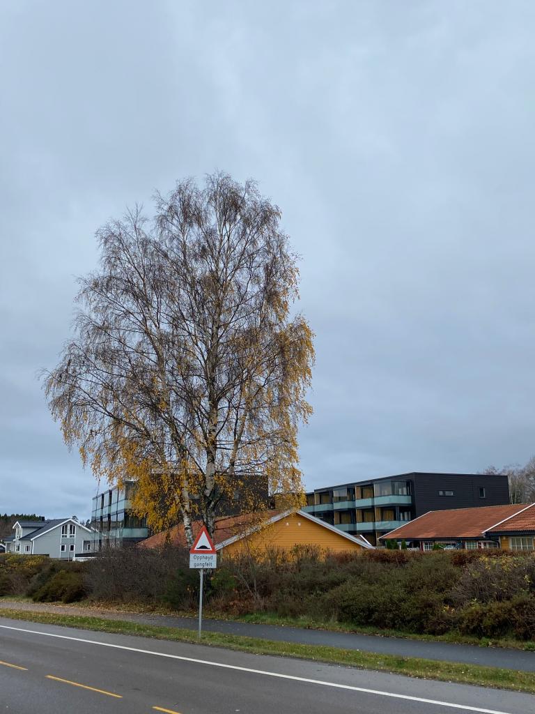 Halmstad blomster nærmeste nabo